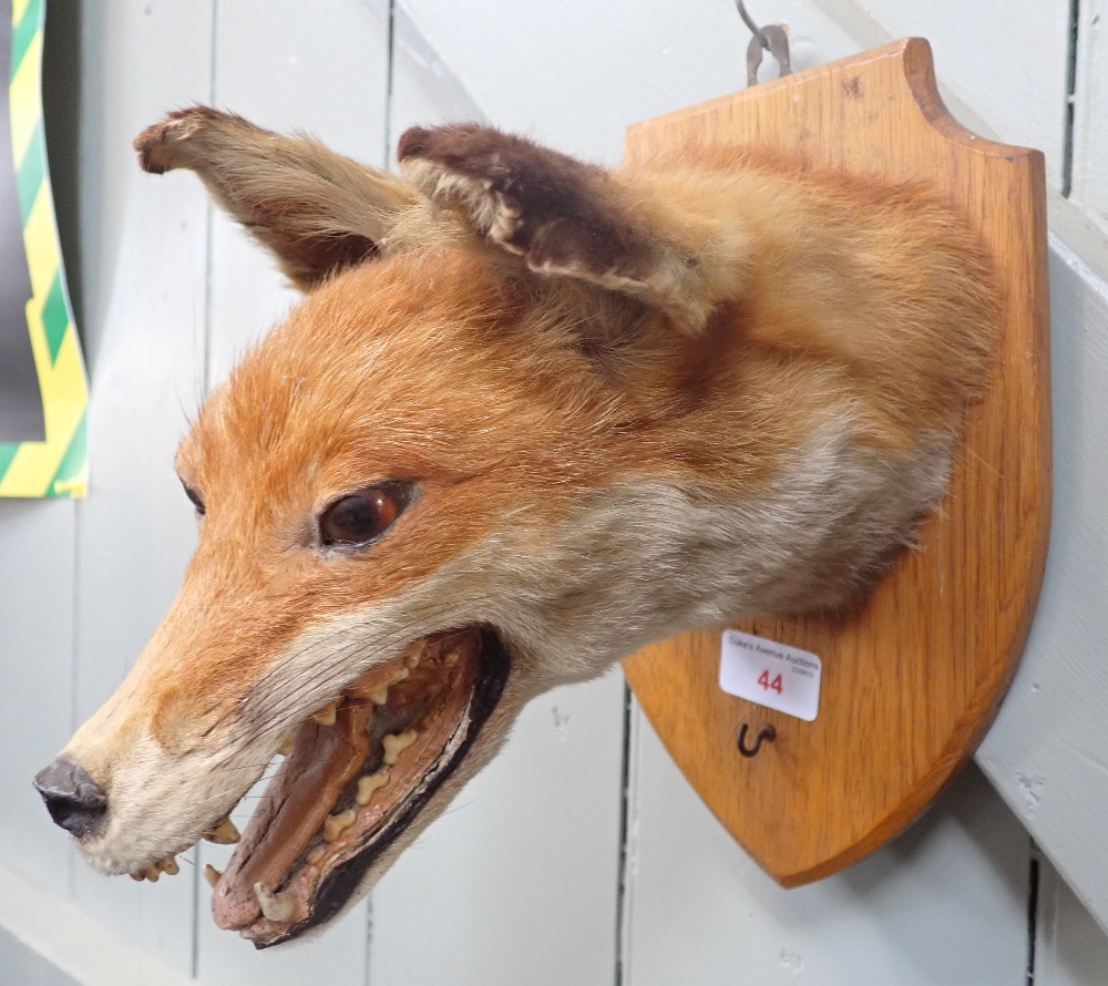 TAXIDERMY: A FOX MASK