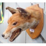 TAXIDERMY: A FOX MASK