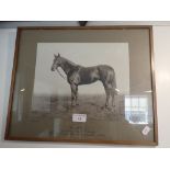 A VINTAGE PHOTOGRAPH OF A RACE HORSE; 'CADET' WINNER OF THE ASCOT CESAREWITCH