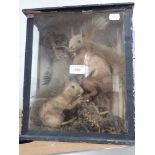 TAXIDERMY; A PAIR OF RED SQUIRRELS in a glazed case