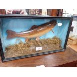 TAXIDERMY; A STUDY OF A FISH in a glazed case, 38cm wide