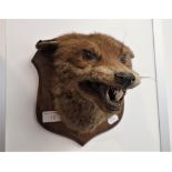 TAXIDERMY; A FOX'S MASK on an oak shield