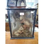 TAXIDERMY: TWO CASED SQUIRRELS