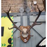 TWO STAG ANTLERS MOUNTED ON OAK SHIELDS