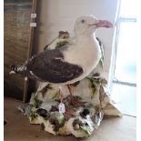 TAXIDERMY; A LARGE GULL