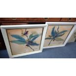 A PAIR OF DECORATIVE PRINTS IN WHITE FRAMES