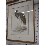 AFTER EDWARD LEAR 1812-1888: 'Black Stork