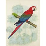 Kristin Rosenberg - Parrot on a branch, watercolour, mounted and framed, 43cm x 32cm :For Further