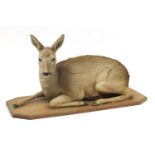 Taxidermy deer on an oak base, 99cm wide :For Further Condition Reports Please visit Our Website,