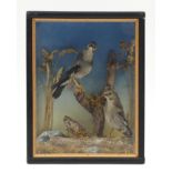 Taxidermy glazed display of two jay birds, titled Twins by J A Coleclough, 38cm H x 29.5cm W x