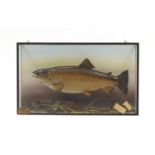 Taxidermy glazed display of a trout with Ralph Allder label, 36.5cm H x 61.5cm W x 16.5cm D :For