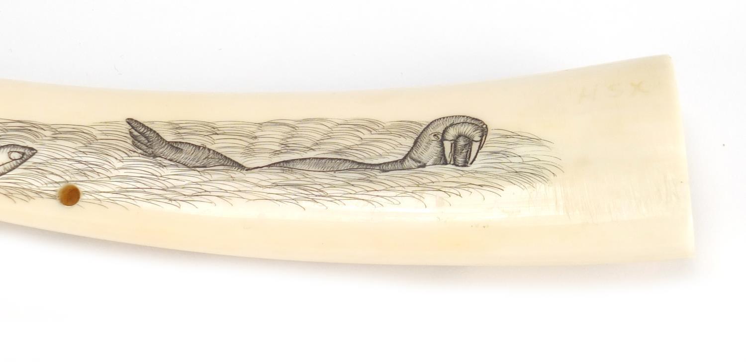 Scrimshaw style cribbage board, 24 cm in length : For Further Condition Reports Please visit Our - Image 3 of 7