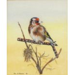 Ana M Ransom - Goldfinch on a branch, watercolour, 20cm x 15cm : For Further Condition Reports