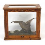 Taxidermy glazed display of a quail, Harris Birmingham, 40.5cm H x 45.5cm W x 25.5cm D :For