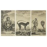 Javanese Fauna, three ink and wash drawings, inscribed bought by Kate Wilkinson at Christies 1960