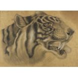 Tiger's head, black and white chalk inscribed Wellbeloved Xmas 1896, mounted and framed, 63cm x 45.