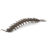 Japanese patinated bronze centipede with articulated body, impressed marks to the base, 15cm in