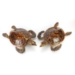 Pair of early 20th century taxidermy hawksbill sea turtles, the largest 53cm in length :For