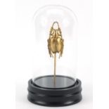 Taxidermy interest model of a beetle housed under a glass dome, 22cm high :For Further Condition