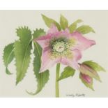 Wendy Roberts - Single Hellebore flower, watercolour, details verso, mounted, framed and glazed,