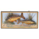 Victorian taxidermy glazed display of two carp, 33cm H x 71cm W x 16cm D :For Further Condition