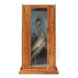 Victorian taxidermy heron housed in a up-cycled pine case, mounted with fishing rods, overall
