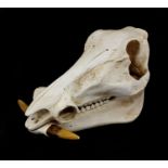 Taxidermy interest model warthog skull, 38cm in length :For Further Condition Reports Please Visit