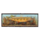Large Victorian taxidermy pike housed in a glazed oak case, 47cm H x 128cm W x 20cm D :For Further