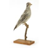 Taxidermy woodpecker perched on a branch, 32cm high :For Further Condition Reports Please Visit