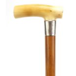 Military interest malacca walking stick with ivory handle and silver collar, engraved with The Royal