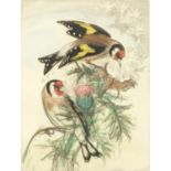 David Coster - Goldfinches, pencil signed hand coloured etching, limited edition 25/50, framed and