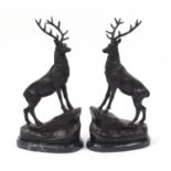 Pair of patinated bronze stags raised on shaped black marble bases, each with indistinct