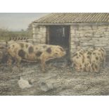 Gloucester Old Spot pig and piglets with chicken, pencil signed coloured print 372/500, mounted