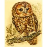 Rita E Whitaker - Tawny owl, painting on panel, mounted and framed, 13cm x 10cm : For Further