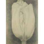 After Georgia O'Keeffe - White Emperor, American school graphite on paper, mounted, framed and
