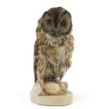Taxidermy owl raised on a painted naturalistic base, 32.5cm high : For Further Condition Reports,