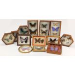 Collection of taxidermy butterflies housed in glazed display cases, the largest each 30.5cm x 18cm :