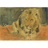 William Brine - African lion, watercolour study, mounted in a white frame, 34cm x 24cm : For Further