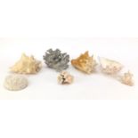 Sea shells and coral, the largest 22cm in length : For Further Condition Reports, Please Visit Our