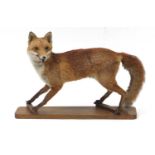 Taxidermy fox raised on a stained wood base, 77cm wide : For Further Condition Reports, Please Visit