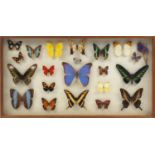 Taxidermy butterflies housed in glazed display case, 69cm wide : For Further Condition Reports,