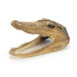 Taxidermy interest crocodile head with red glass eyes, 13cm in length : For Further Condition