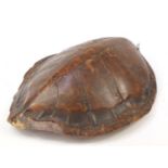 Large taxidermy sea turtle (Chelonioidea) shell, 77cm in length : For Further Condition Reports