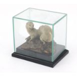 Taxidermy albino stoat in glazed case on ebonised plinth base, 18cm H x 20cm W x 15cm D : For