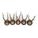 Set of five taxidermy interest wall mounted antlers, each mounted on a circular plaque, the