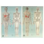 Two vintage St John Ambulance educational wall hangings, front view body and skeleton and back