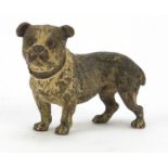 Austrian cold painted bronze Bulldog, possibly by Franz Xaver Bergmann, indistinct impressed marks