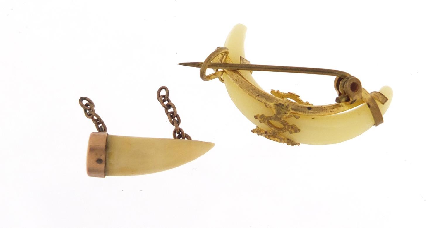Antique tooth pendant with unmarked gold mount and a gilt metal tooth design brooch, the largest 2. - Image 2 of 2