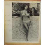 Vintage black and white photographs of pin up girls, some signed or with autographs, arranged in