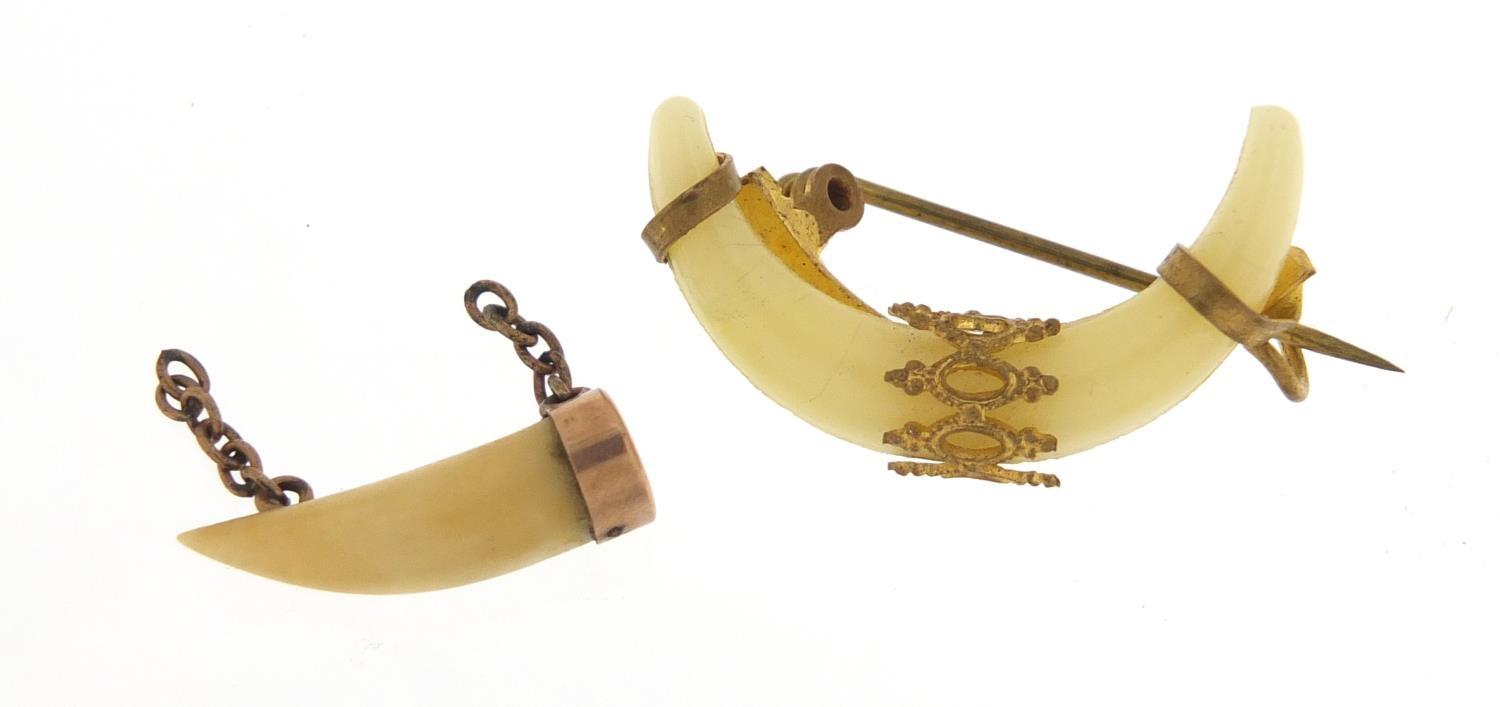 Antique tooth pendant with unmarked gold mount and a gilt metal tooth design brooch, the largest 2.